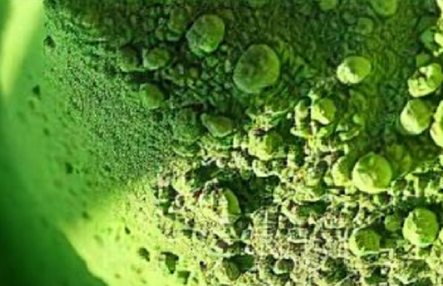 Čaj – kratom